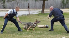 Police Credit Dog For Finding Alberta Fugitive Hiding Inside Couch In Vancouver Home