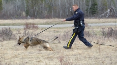 Police Dog Sniffs Out Wanted Man Hidden In Nanaimo Attic