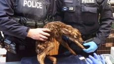 Mounties Help Deliver Baby Fawn After Striking Deer In Nova Scotia