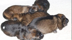 RCMP Announce Winners Of 2015 Name The Puppy Contest