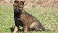 Under The J: RCMP Name The Puppies Contest Wants Names That Begin With J