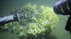 Government Protection For B.C.'s Glass Sponge Reefs Not Enough: Group