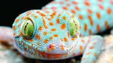 Sex-hungry, meat-loving reptiles die early