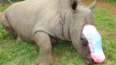 Canadian Company Helps South African Rhino Named Hope Get Facial Reconstruction