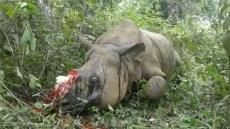 Rhino Killed In Kaziranga National Park, Horn Taken Away