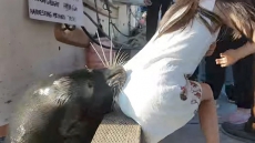 Footage Of Hungry Sea Lion Dragging Girl Off In Richmond Wharf Used As Reminder Of Wildlife Danger
