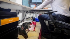 'A Really Good Aura:' Calgary Office Tower Dog Friendly To Attract Tenants