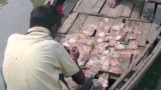 Old Notes Of Rs. 500 And Rs. 1,000 Found Floating In Ganga