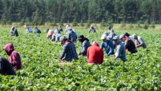 Rural B.C. communities ask province to support foreign worker program changes