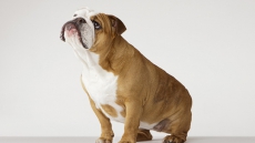 Is your dog a pessimist? Find out