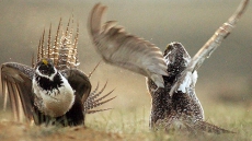 Calgary Zoo says 1st year of sage grouse breeding challenging