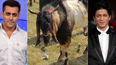 'Salman Khan', 'Shah Rukh Khan' On Sale In Goat Markets