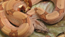 Ontario motel manager finds odd lodger: a 1.5-metre-long boa constrictor