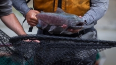 Migrating salmon more likely to die if forced to power-swim past dams
