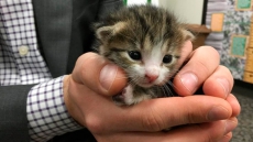 Worker Rescues Tiny Kitten From Conveyer Belt At Northern California Recycling Plant