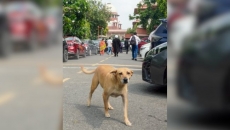 SC relaxes ‘too harsh’ directions on stray dogs, prohibits public feeding