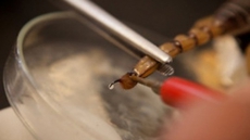 Scorpion venom to fight brain cancer