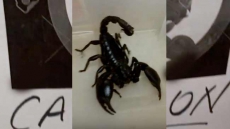 Ontario Woman Calls Police After Finding Venomous Scorpion In Bedroom