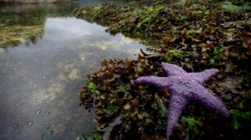 Death Of Sea Stars In Howe Sound Reveals Ecological Domino Effect