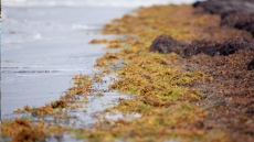 Field Guide Highlights Edible Seaweeds On West Coast, Explains Why They Smell