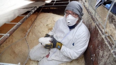 More Than 60 Seagulls Rescued From Vancouver Tofu Waste Bin