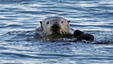 Research finds sea otter comeback worth millions but not all benefit