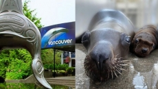 Stellar sea lion pup born at Vancouver Aquarium