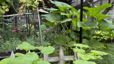 How to extend the growing season in your garden and get multiple veggie harvests