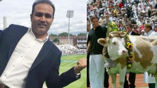 PICS: Virender Sehwag Admires Roger Federer's Love For Cows