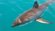 Shark Ventures Into Nova Scotia Harbour, Steals Mackerel From Fishing Lines