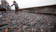 B.C. company fined $75,000 over shark fins
