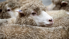 Woman pleads guilty to spiriting away sheep from quarantined Ontario farm