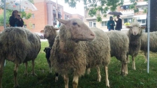Flock Of Sheep Take Over Landscaping Duties In Montreal Park For The Summer