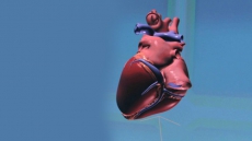 'Simulated' human heart created for better drug testing