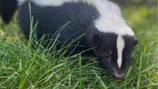 Eight skunks found dead in B.C. had avian flu