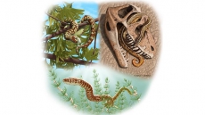 Oldest fossils found in London museum kick off quest for snakes with legs