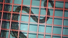 Midland, Ont.: Woman Finds Three-Metre Snake In The Living Room Of Her Home