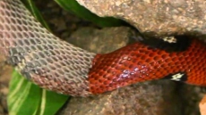 Workers Find Moulted Snake Skin In Drain As Reptile Eludes Capture In Victoria