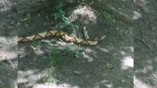 Snake Coaxed From Victoria Drain Pipe Has A New Home After Being Adopted