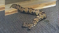 Snake Poisons 60-Year-Old In Gujarat. He Bit, Killed Snake Before Dying