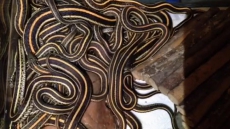 Canadian Man Tried To Ship Live Snakes In Mail: U.S. Officials