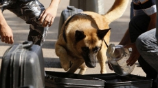 Fake bombs don't make sniffer dogs smarter