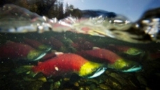 B.C. to invest $17 million on science, Indigenous knowledge to restore Pacific salmon