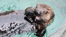 Sea otter pup livestream on now