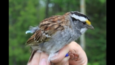 White-throated sparrows change their tunes
