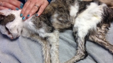 Cruelty Charge Against Salt Spring Island Woman After Cat Left To Die: SPCA