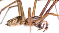 Big, Hairy Spiders Not Scary: Royal B.C. Museum's Entomology Manager