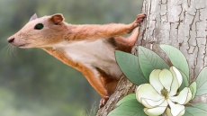 Earth's earliest primates lived on trees