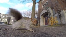 Supreme Court Won't Hear Case Of Quebec Man Who Loves To Feed Squirrels