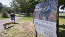 Toddler bitten by coyote in Stanley Park